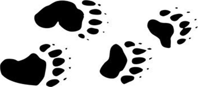 Следы медведя для дошкольников