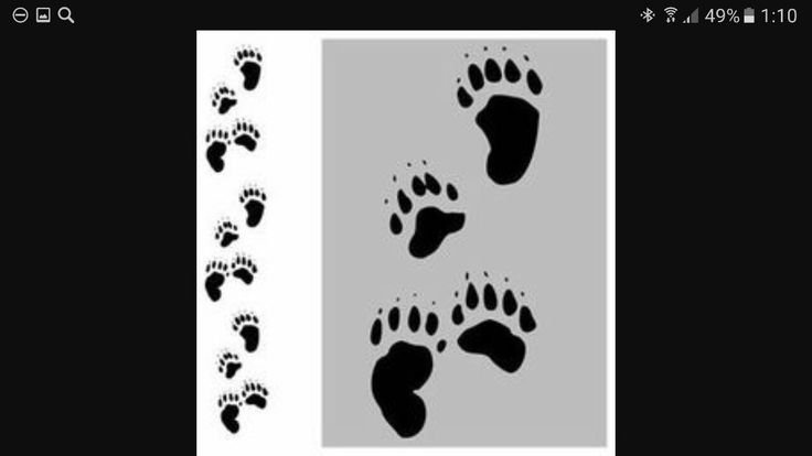 Следы медведя для детей