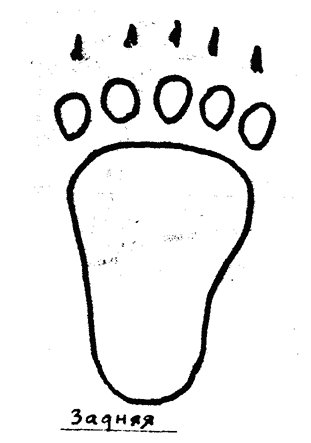 Следы медведя для детей