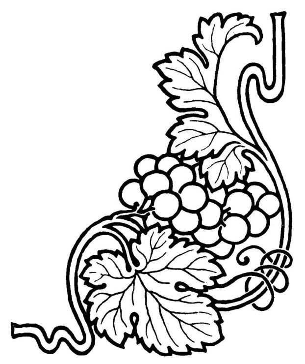 Виноградная лоза орнамент