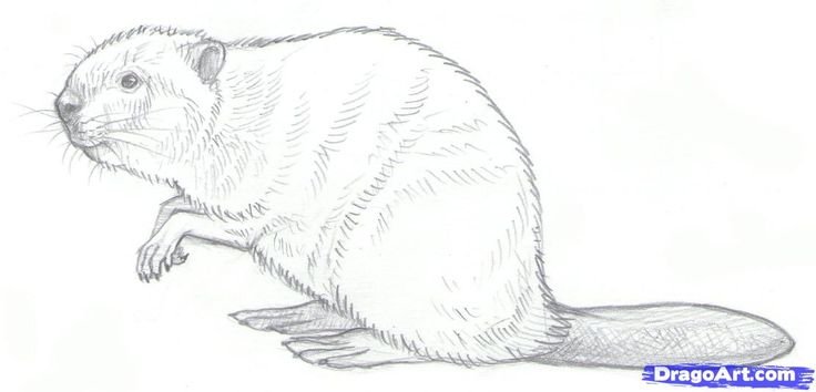 Бобер рисунок карандашом