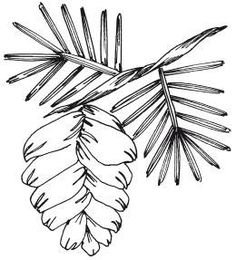 Шишка раскраска