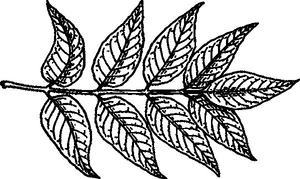 Лист ясеня обыкновенного рисунок
