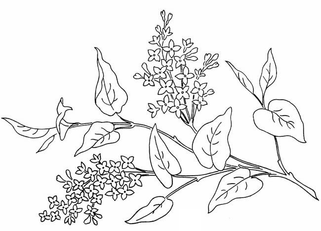 Сирень раскраска
