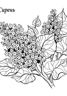 Картинки цветов для раскрашивания