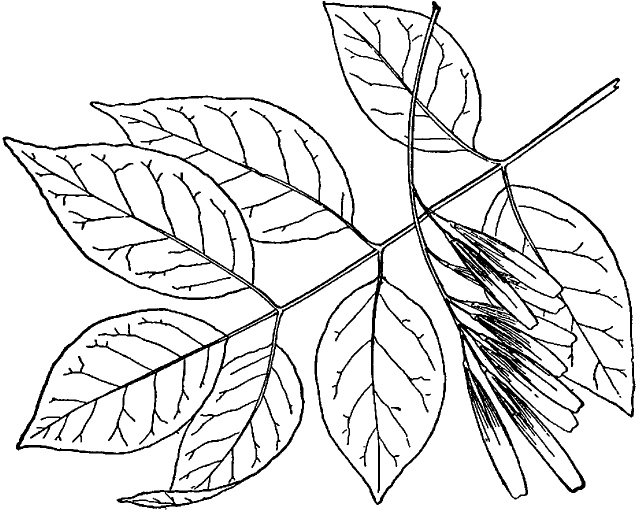 Лист ясеня рисунок