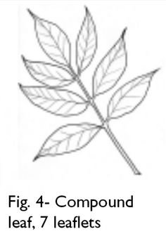 Ясень листья