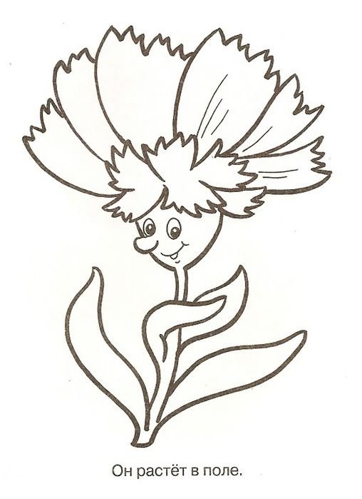 Раскраска Василек цветок