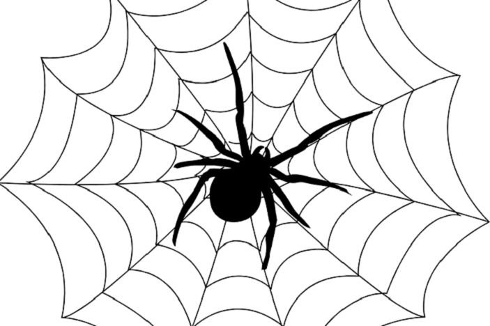 Паук на паутине