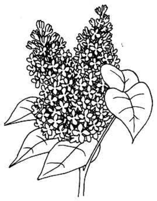 Сирень раскраска для малышей