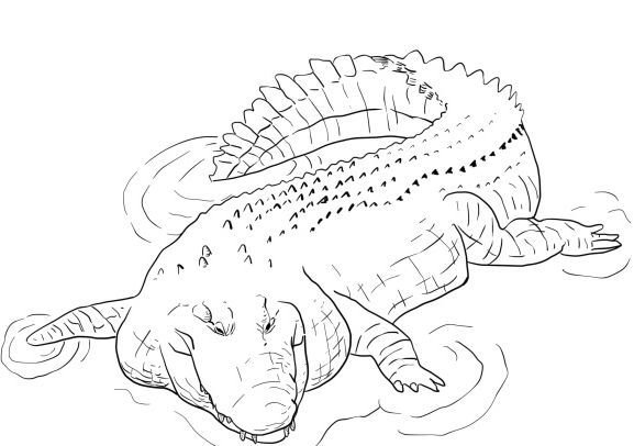 Гребнистый крокодил раскраска