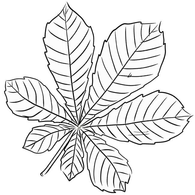 Лист каштана трафарет