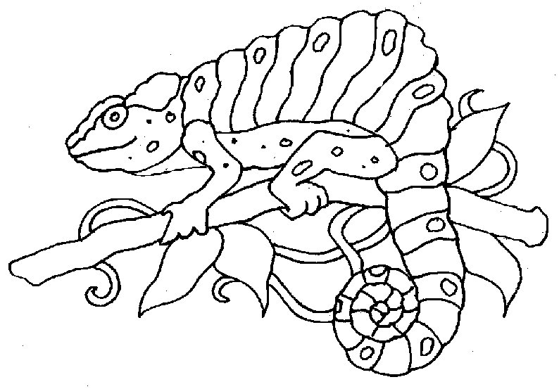 Земноводные и пресмыкающиеся раскраска для детей