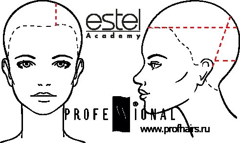 Схема головы для стрижки