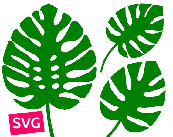 Листья монстеры СВГ