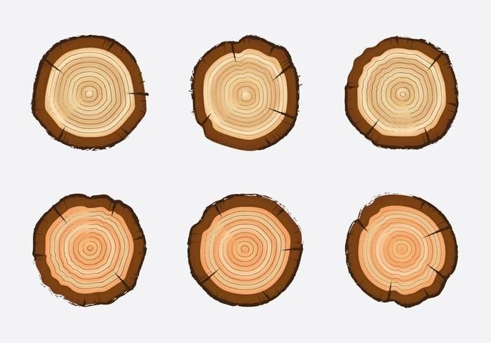 Срез дерева текстура