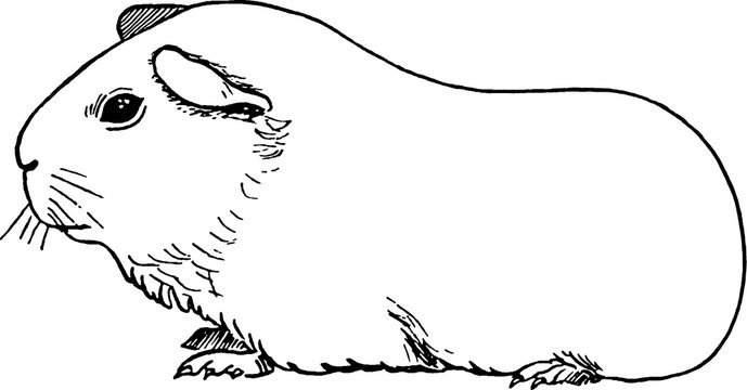 Морская Свинка раскраска для детей