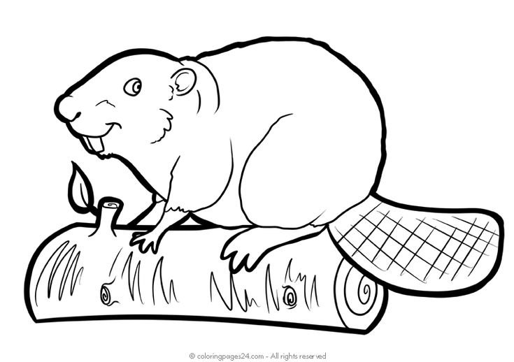 Бобр раскраска для детей