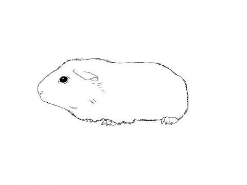 Раскраска морская Свинка