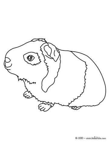 Морская Свинка трафарет