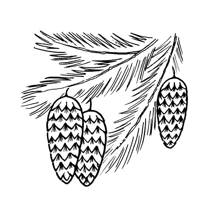 Шишка раскраска для детей