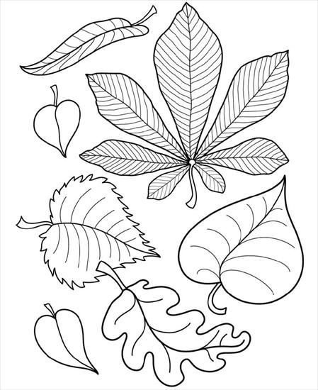 Листья деревьев раскраска