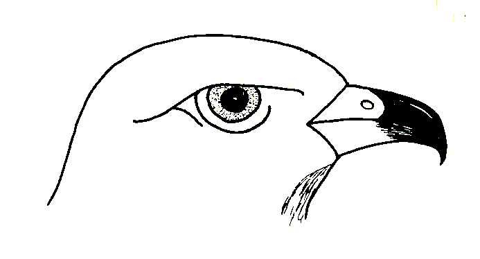 Клюв раскраска