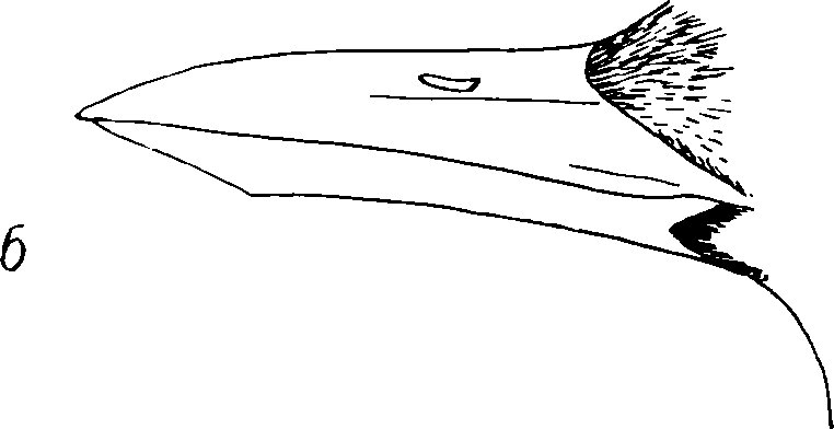 Клюв раскраска для детей