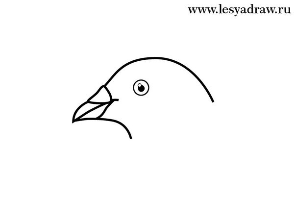 Голова голубя