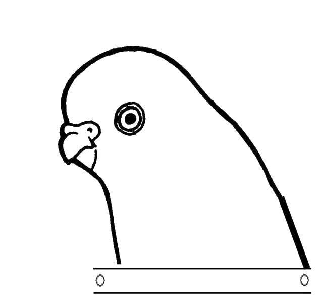 Голова голубя раскраска