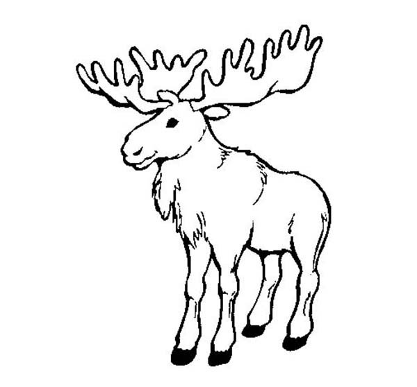 Лось рисунок
