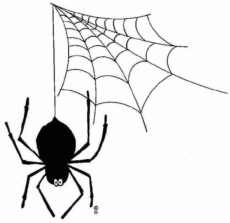 Паук на паутине