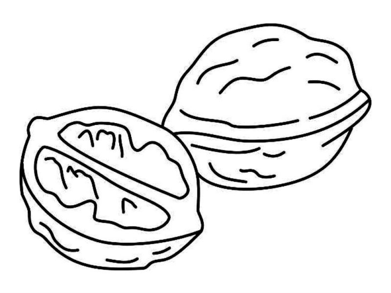 Орех раскраска для детей
