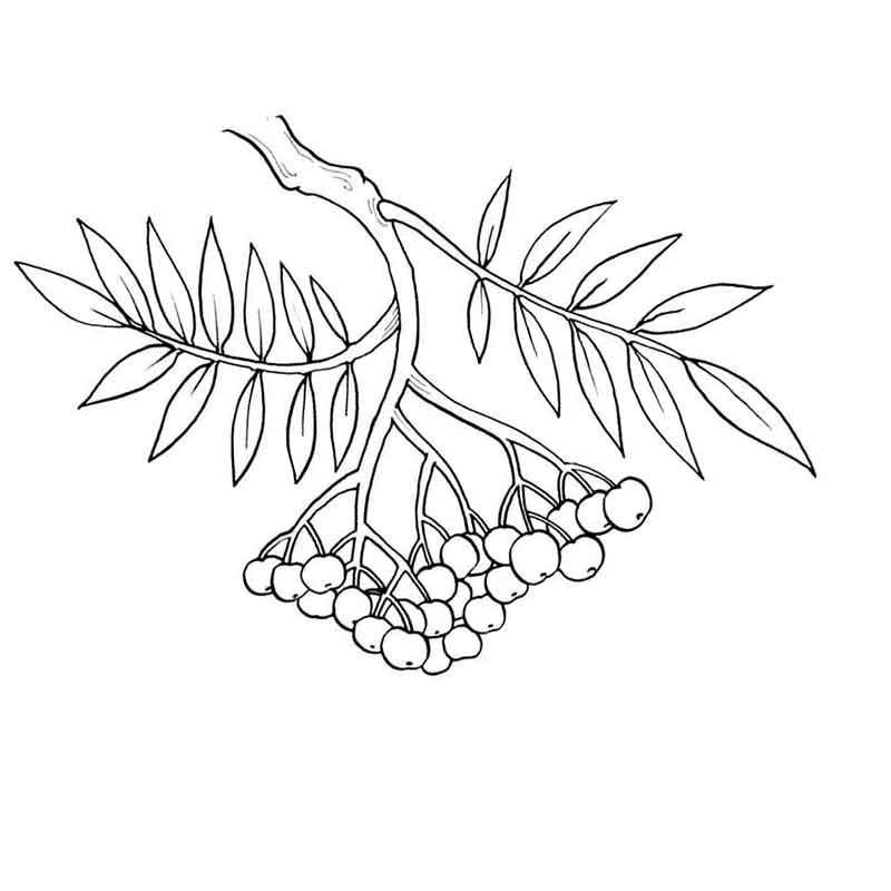 Веточка рябины для раскрашивания