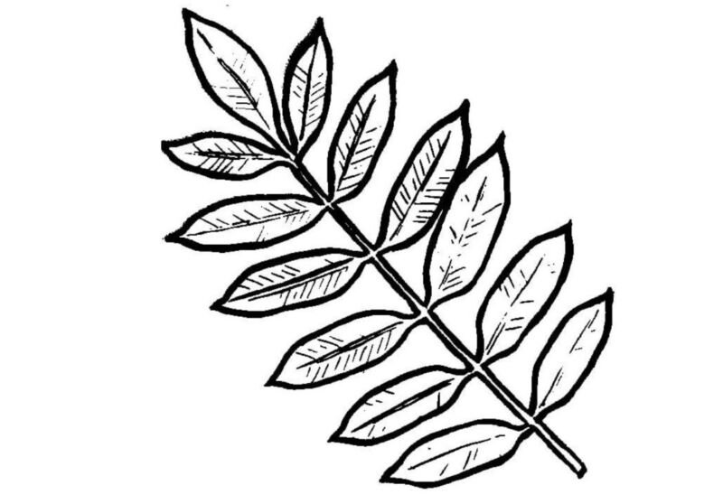 Рябиновый лист шаблон