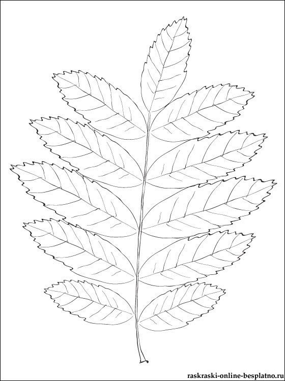 Лист рябины шаблон