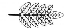 Контур листьев рябины
