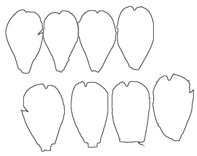 Формы лепестков цветов