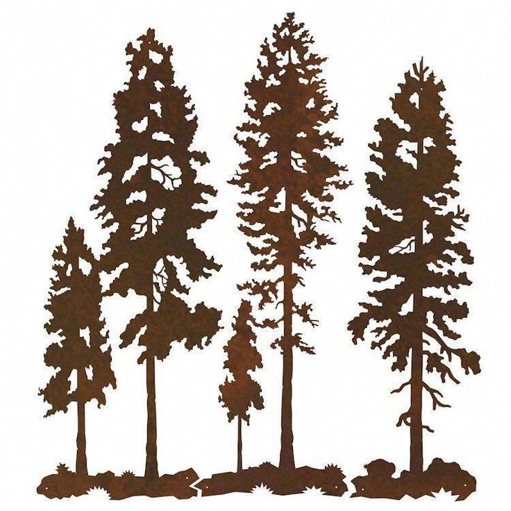 Сосна очертания
