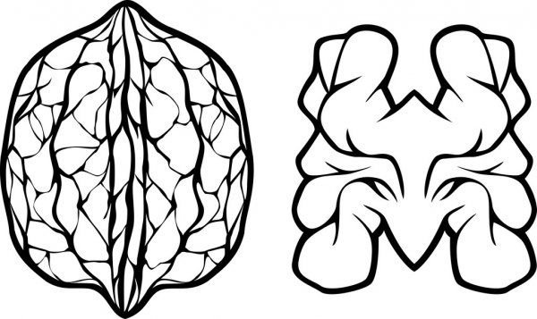 Грецкий орех контур