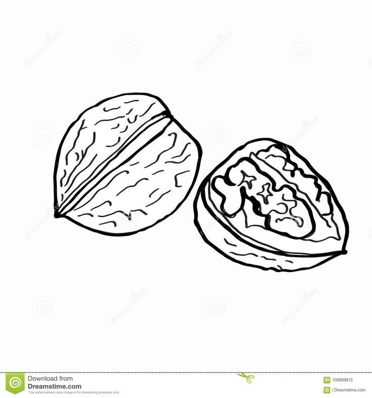 Грецкий орех раскраска для детей