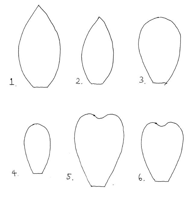 Лепестки цветов