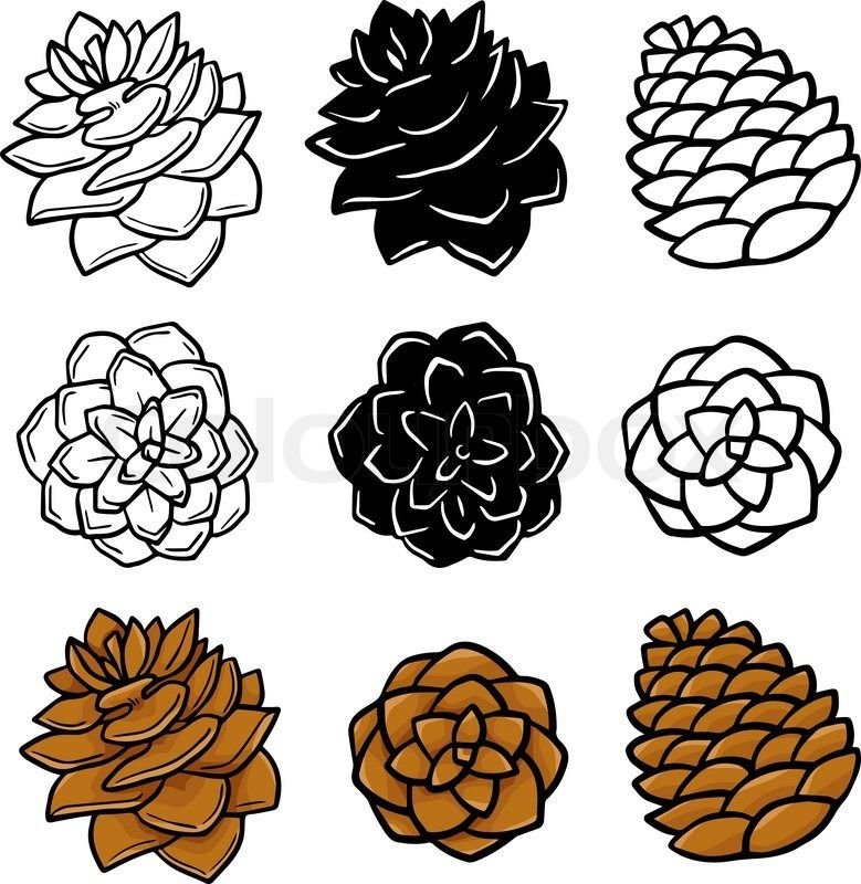 Кедровая шишка контур