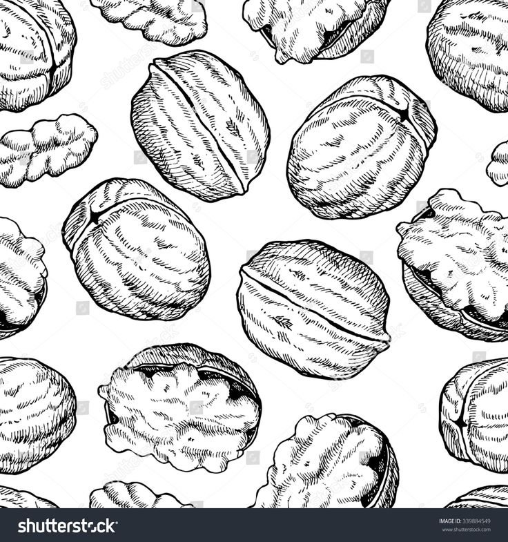 Орех раскраска для детей