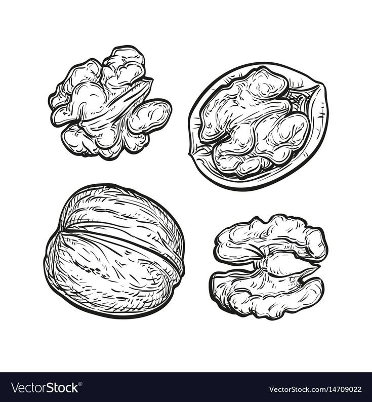 Орех раскраска