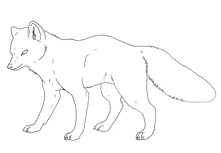 Песец контур