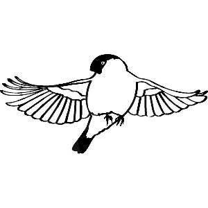 Снегирь в полете раскраска