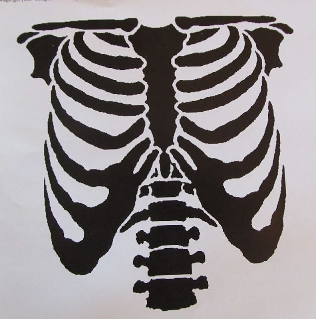 Скелет ребра