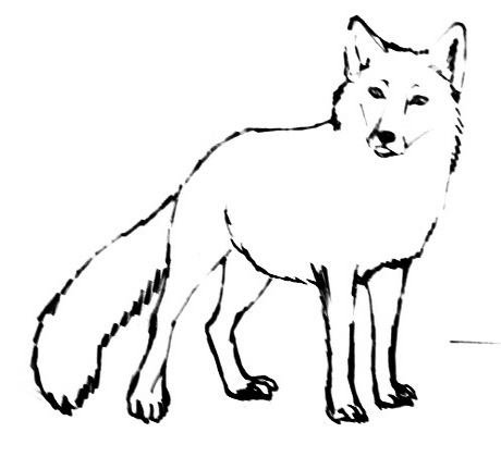 Песец трафарет