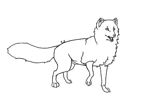 Песец раскраска для детей